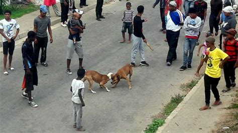 Outrage As Police Fail To Act On Dog Fight