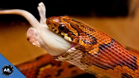 How Do I Get My Snake To Eat Snake Poin