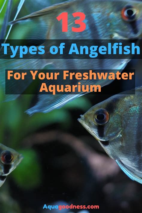 13 Types Of Angelfish For Your Freshwater Aquarium Images And Videos