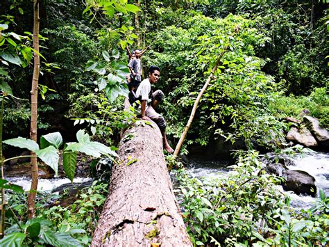 Tempat wisata pasuruan agrowisata bhakti alam menawarkan kesejukan di alam terbuka dan teduhnya tanaman tropis. Proposal Pengelolaan Hutan Sebagai Tempat Wisata / Hutan ...