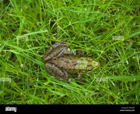 Frog On Grass Stock Photo Alamy