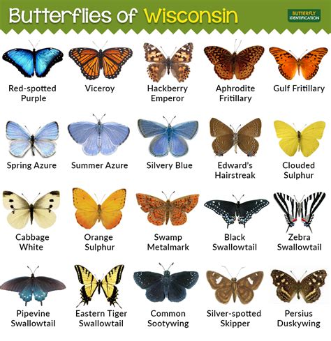 Types Of Butterflies In Wisconsin