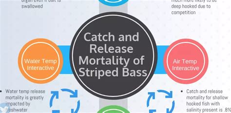 Catch And Release Of Striped Bass Mortality Vs Reality Moldy Chum