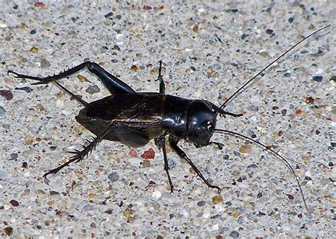 Maybe you would like to learn more about one of these? A Cache of Crickets | Field Station