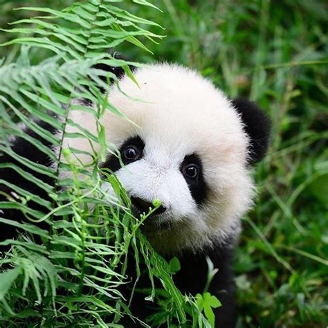 Beautiful Panda By Pandavibes Panda Bear Cute Baby Animals Cute Panda