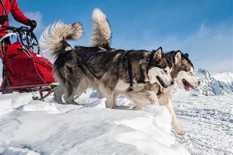 10 Dog Breeds That Love The Snow In 2021 Dog Breeds Dog Sledding Dogs