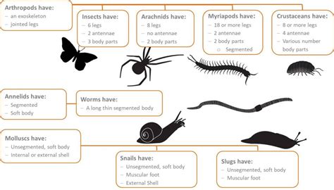 Minibeasts in your backyard - Australian Environmental Education