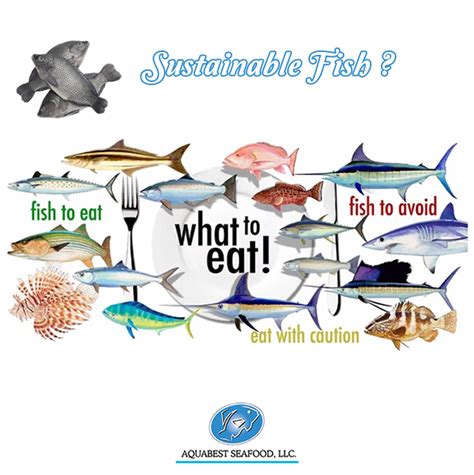 How Do You Know If Your Fish Is Sustainable Aquabest Seafood