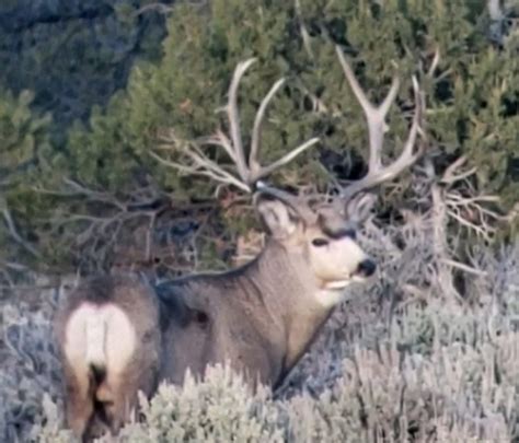 The Biggest Kaibab Mule Deer In 2018 Exclusive Pursuit Outfitters Llc