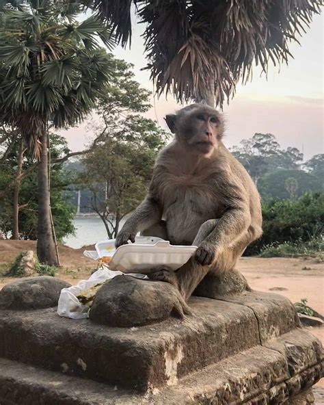 Monkey Stealing Food Cambodia ⋆ We Dream of Travel Blog