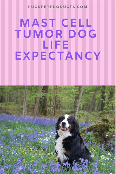 Mast Cell Tumor Dog Life Expectancy Mast Cell Tumor Dogs Tumors On