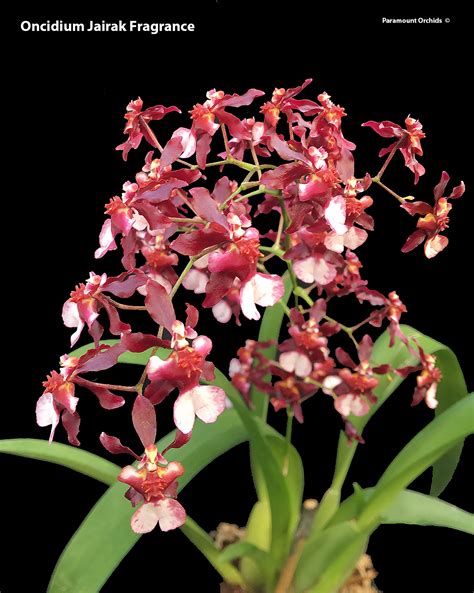 Oncidium Intergenerics Oncidium Thru Z