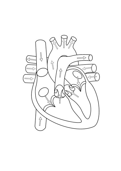 Blank Heart Diagram Human Heart Diagram Anatomical Heart Drawing