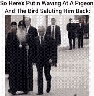 Wide == funnysong is song for denise (maxi version)* sorry about the ads, i can't remove them, and i'm not making a penny from this videothanks to whp. Vladimir Putin Pigeon GIF - VladimirPutin Pigeon Salute ...