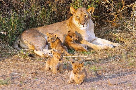 Lions Lioness Big Cats Cubs Animal Hd Wallpaper Pxfuel
