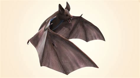 Bat Desktop Hd Wallpaper 28963 Baltana