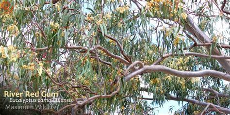 maximum wildlife and wildflowers of australia echidna walkabout nature tours