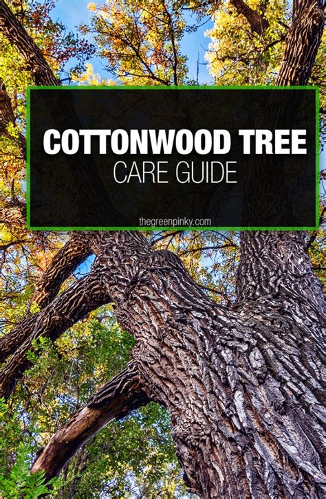 Cottonwood Tree — What You Need To Know Our Guide