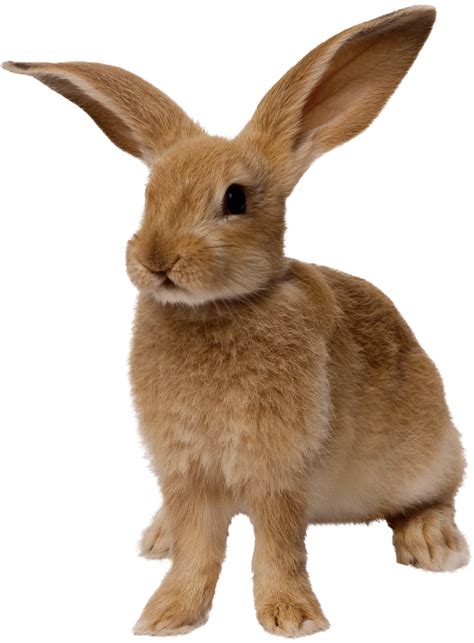 Thin Brown Rabbit Standing Png Image Purepng Free Transparent Cc0