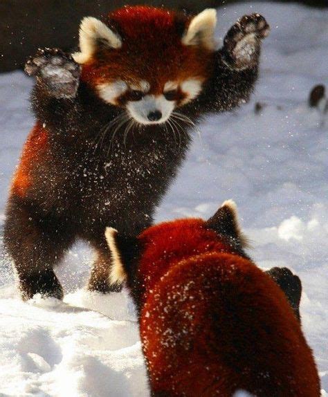 Every Picture I See Of Red Pandas They Are Jumping Like This Lol A