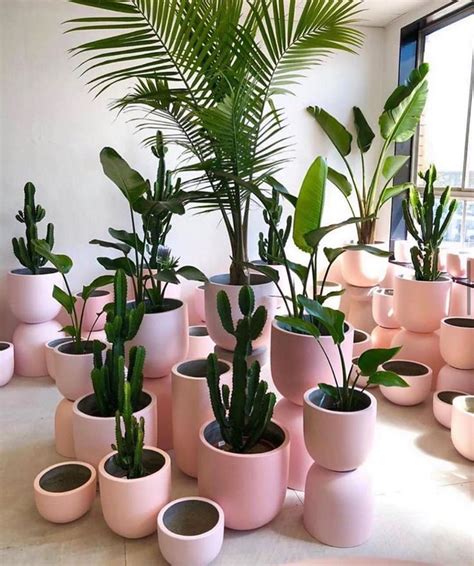 177k Likes 167 Comments Hello Plant Lover Helloplantlover On