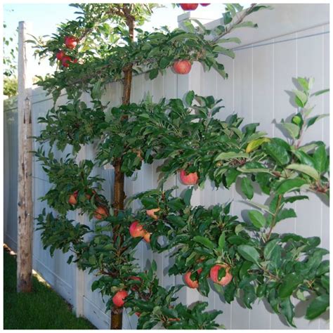 Espalier Trees For Your Garden Diy Decorator Plants Garden Trees