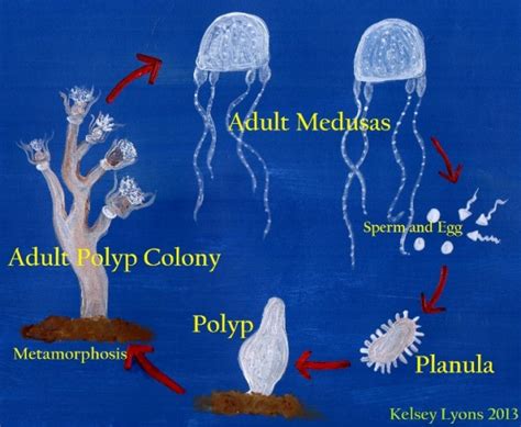 Reproduction Carukia Barnesi Irukandji Jellyfish