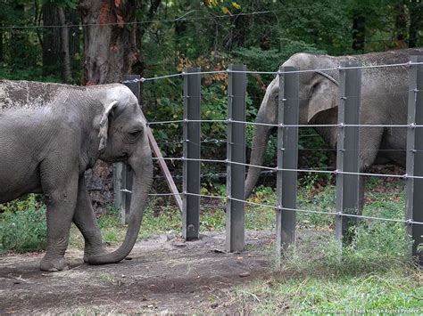 New York City Residents: Support The Bill to Ban Elephant Captivity in NYC!