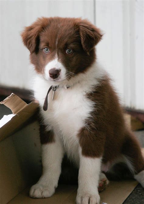 A border collie puppy can cost between $800 and $1200, although the price will vary based on the breeder. 