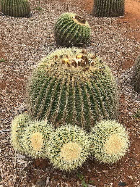 Cactus y suculentas es una pagina dedicada a hablar de estas plantas de gran belleza. Pin de Jorge Rojas en Cactus y Suculentas | Suculentas