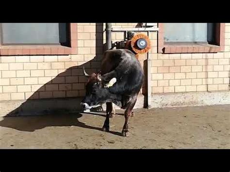 Plastic back scratchers are typically the least expensive option, ranging from $1 to $5. Cow back scratching ;) - YouTube