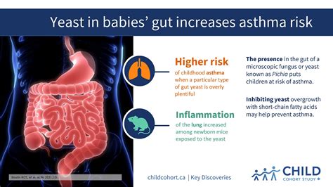 Yeast In Babies Gut Increases Asthma Risk Child Cohort Study