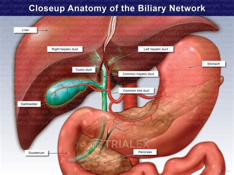 Closeup Anatomy Of The Biliary Network Trialexhibits Inc Free Nude