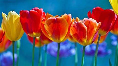 1920x1080 Brightly Colored Tulips Laptop Full Hd 1080p Hd 4k Wallpapersimagesbackgrounds