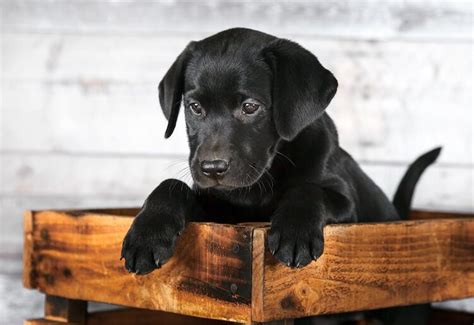 75 Black Lab Names Beautiful Bold And Best Names For Labradors All