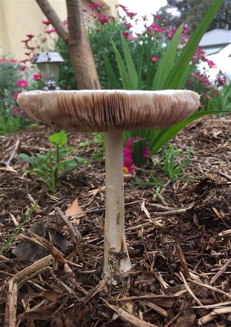 5.0 out of 5 stars 2. Mushroom | Decor, Stuffed mushrooms, Garden