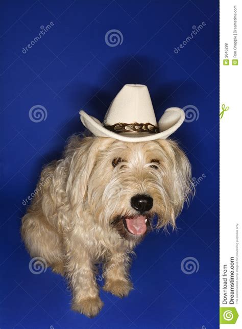 Dog Wearing Cowboy Hat Royalty Free Stock Photos Image 2045288