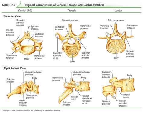 Common Vertebral Features Diagram Quizlet