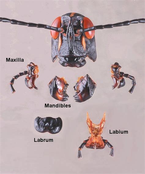 Mouthparts Ent 425 General Entomology Insect Anatomy Insect Art Bugs And Insects