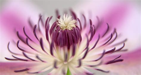 Images Gratuites Fleur Soleil Blanc La Photographie Violet