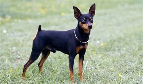 All About The Mini Doberman 7 Things You Didnt Know