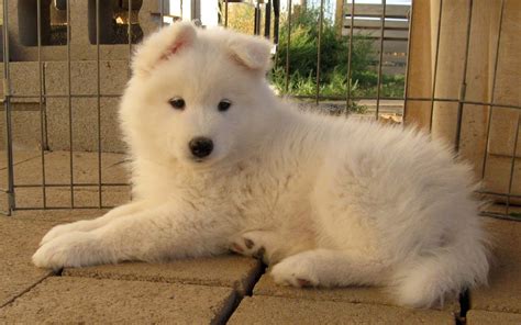 Samoyed Dog Dogs Canine Baby Puppy Wallpapers Hd Desktop And