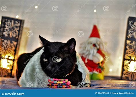 Elegant Bobtail Black Cat At Christmas Stock Image Image Of Feline
