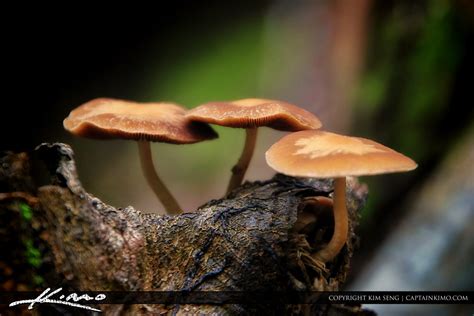 Of course, you should always be careful about consuming wild plants, but by recognizing the right characteristics and trying a small amount at a time, you can safely enjoy the native bounty of the palmetto state. Wild Mushrooms from North Carolina | HDR Photography by ...