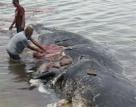 Sperm Whale In Indonesia Found Dead With 13 Pounds Of Plastic In Its