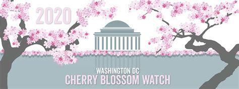 Washington Dc Cherry Blossom Watch About This Site