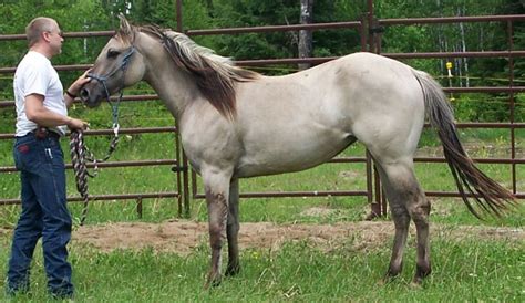 grulla horse facts  pictures horsebreedspicturescom