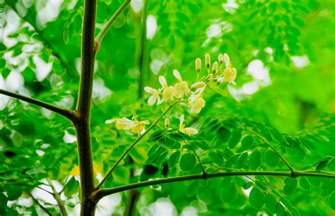 Sonjna (moringa oleifera) flowers at jayanti in buxa tiger reserve in jalpaiguri district of west bengal, india. 4 Cara Pengambilan Moringa Oleifera Dalam Menu Makanan ...