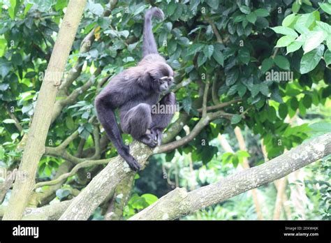 Shiny Black Monkeys Stock Photo Alamy