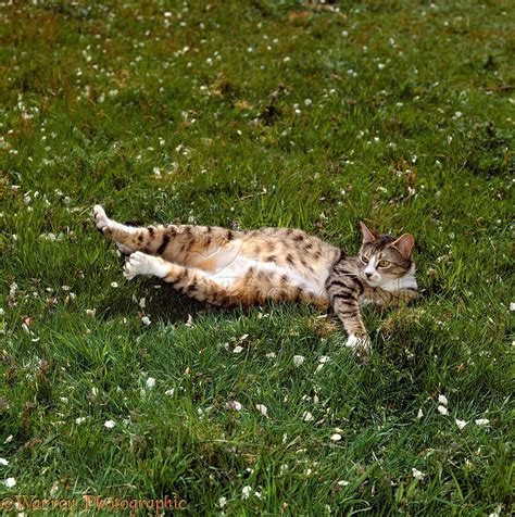 Pregnant Tabby Female Cat Lying On Grass Photo Wp16685